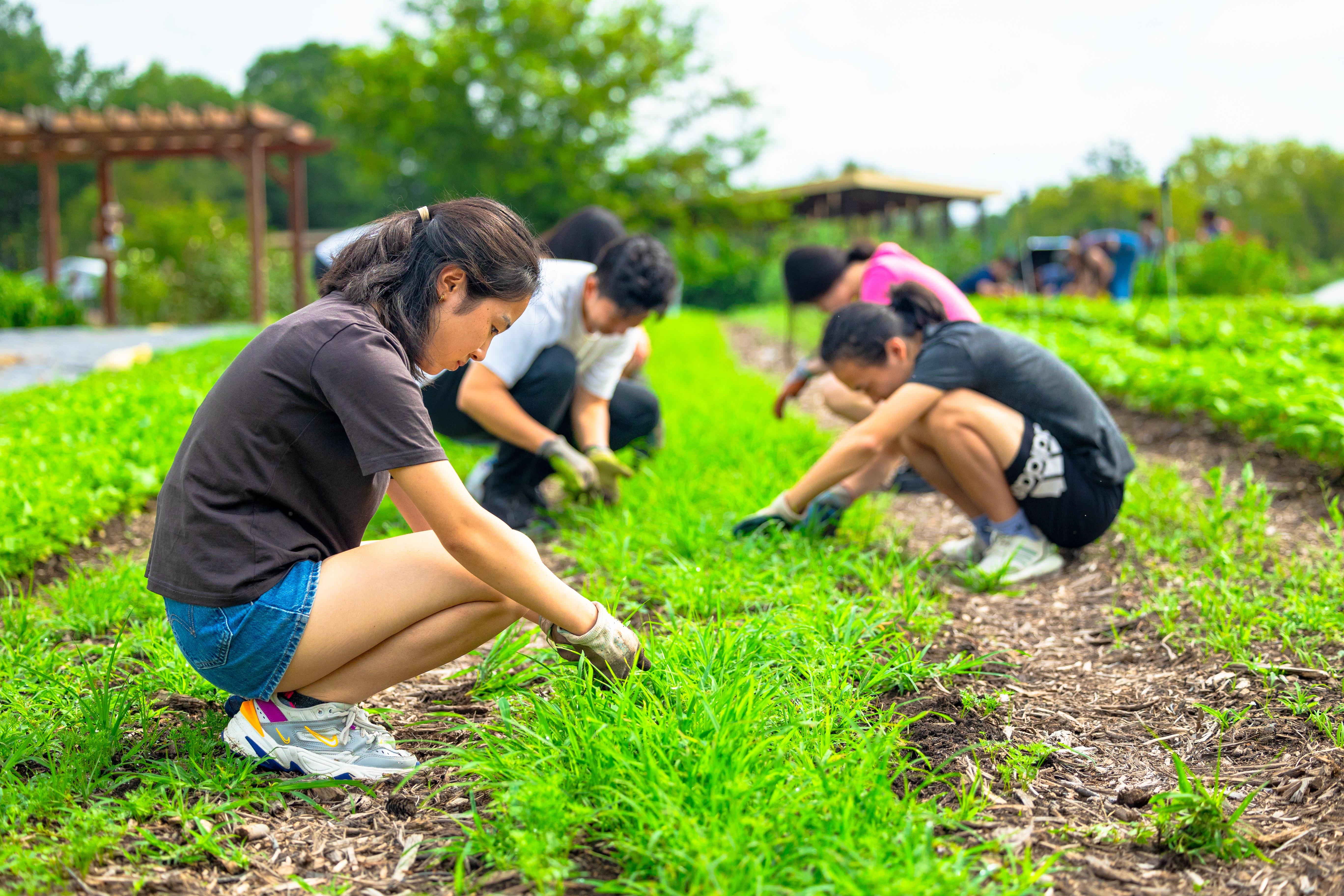 students kneeling to weed a bed on the farm